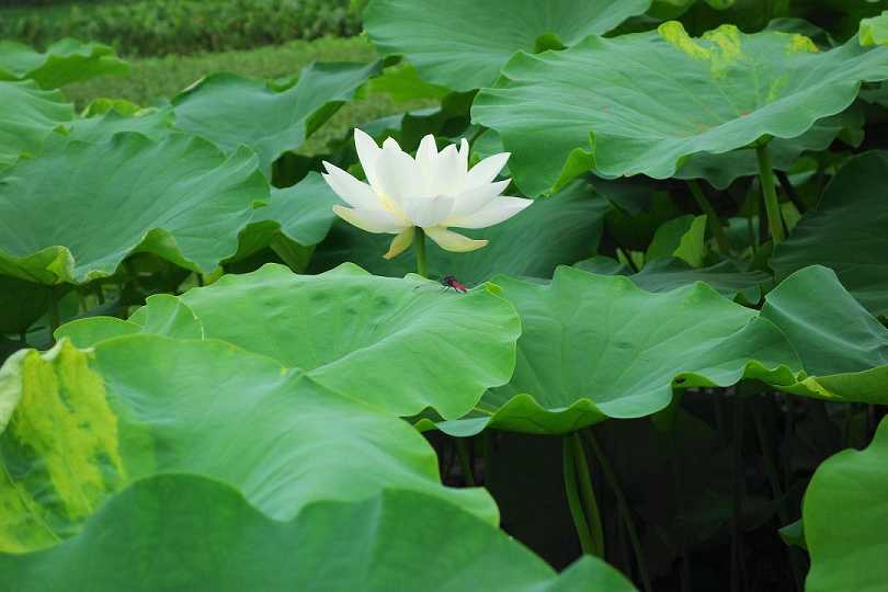 文殊菩萨咒语108遍